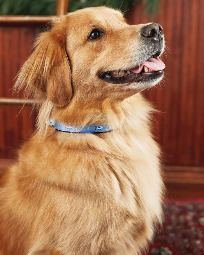 The lifestyle view of the Southern Tide Skipjack Dog Collar by Southern Tide - Ocean Channel